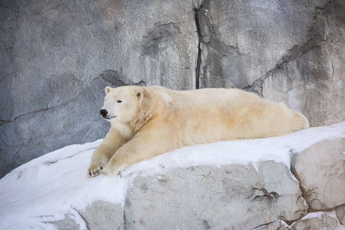 Polar Bears - Profile Pic - Kaska.jpg (914 KB)